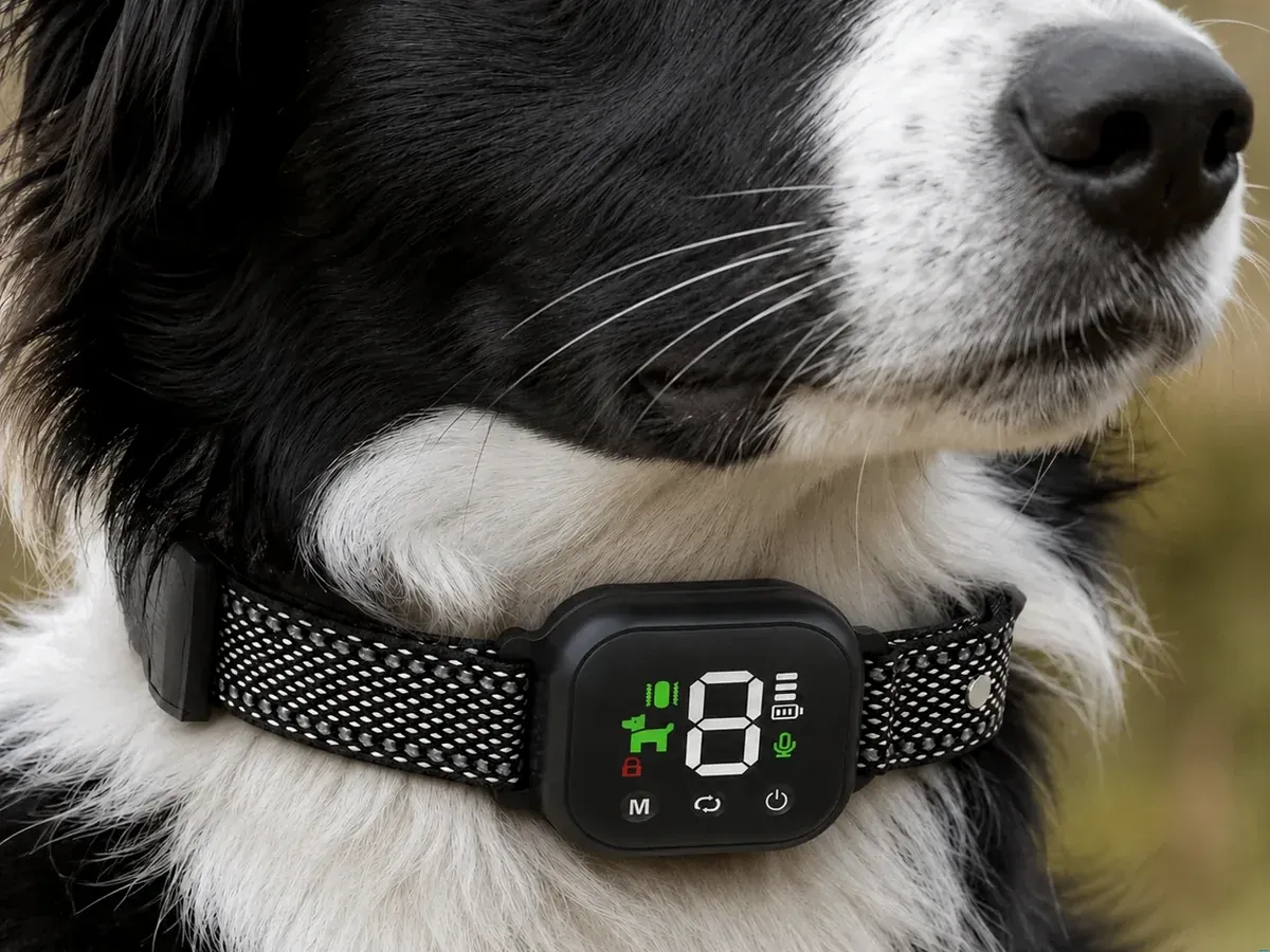 Border collie wearing the Hush Bark SmartBark Collar with digital LED display